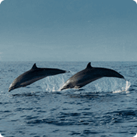 wild encounter
